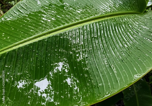 Wet Banana Leaf with Raindrops Vibrant Green Tropical Nature Texture