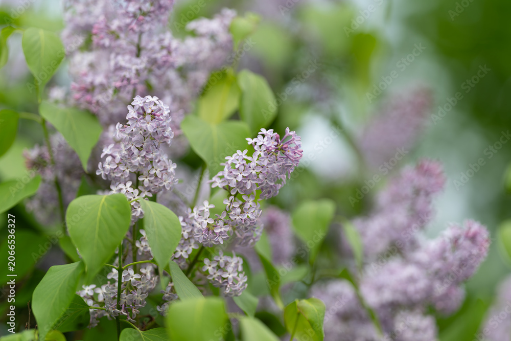 Obraz premium Unshaped shrub with violet blossoms nearby path. Wild lilac plant with dense green foliage by walkway. Naturally grown lilac shrub displaying vibrant clusters surrounding footpath