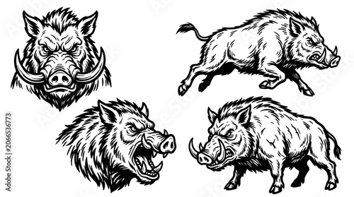 Wild Boar Illustrations: Fierce Heads and Running Animal