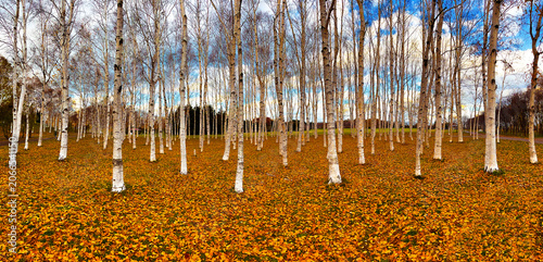 Autumn Birch Forest with Fallen Leaves and Blue Sky