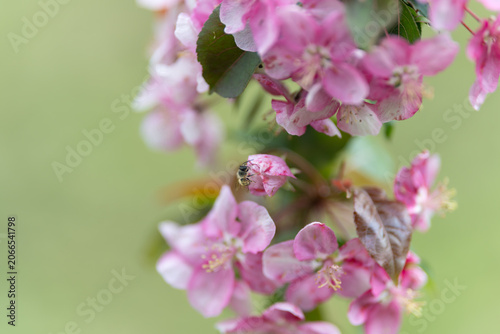 Canvas Print Pink flowers in calming garden atmosphere induce relaxation