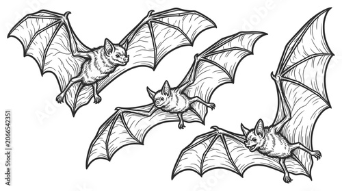 Fényképezés Three Flying Bats Sketch Illustration