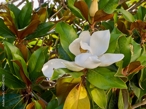 Canvastavla Closeup of a beatiful white Magnolia flower in a tree
