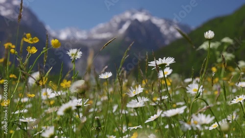 Beautiful wild flowers bloom on a green meadow in Swiss Alps, scenic view of alpine valley near Sankt Moritz with high mountains. Alpine meadow near St Moritz, Switzerland