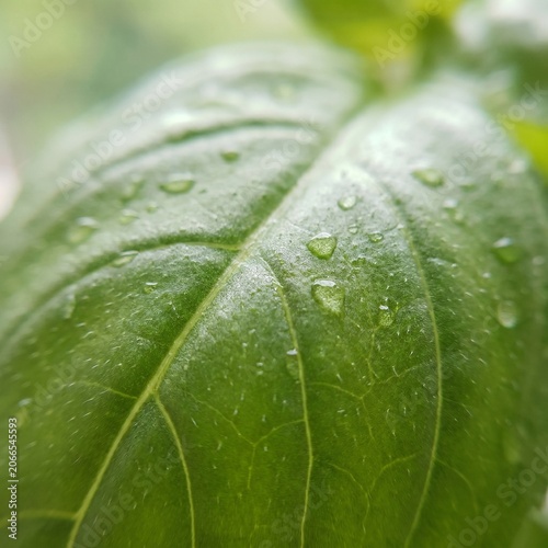 Green leaf with water drops macro close-up nature plant foliage fresh garden dew droplets