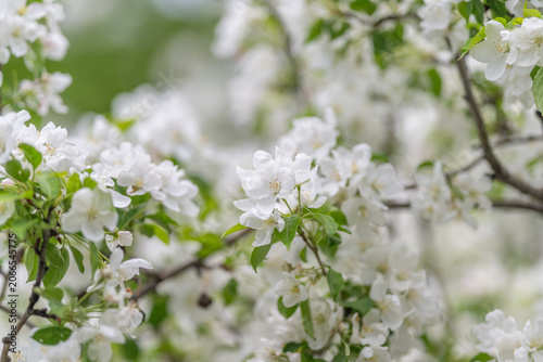 Photos White apple blossoms in bloom, soft morning light and gentle bokeh, dewy petals