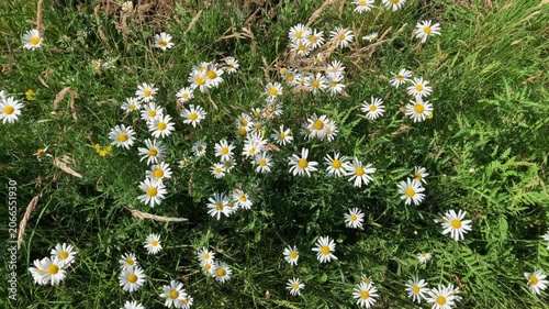 White daisy flowers, Leucanthemum vulgare, in a green grass meadow moving gently in the wind, idyllic wilderness flora slow motion top view