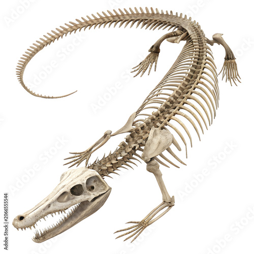 Detailed crocodile skeleton model with crocodile skeleton prehistoric osteology specimen