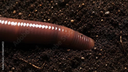 A close up view of an earthworm moving through dark soil.