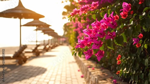 Sunlit beach walkway with vibrant bougainvillea flowers and straw umbrellas.
