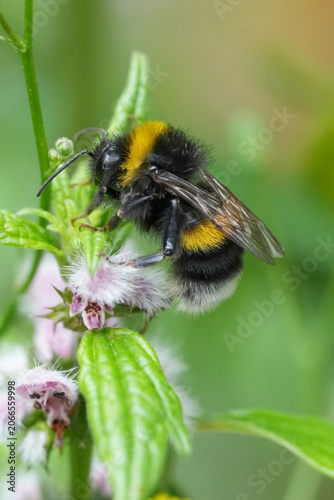 Close up of a furry bumblebee gather pollen from a delicate pink wildflower in a vibrant green garden