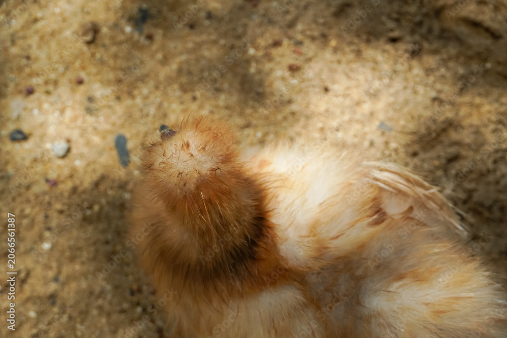 Obraz premium Close-up of a fluffy baby chick with soft downy feathers on sandy ground