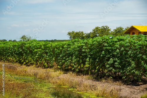 Fotografía Vast field of lush green cassava plants under a bright blue sky