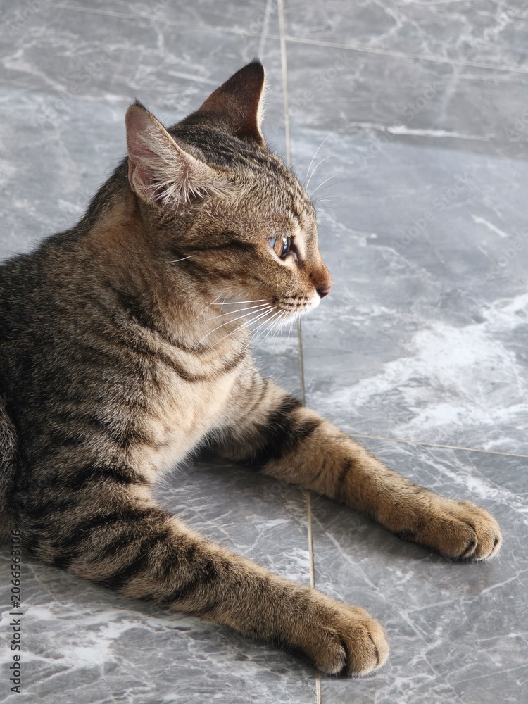 Fototapeta premium Side profile portrait of a domestic tabby cat lying on grey marble floor looking ahead