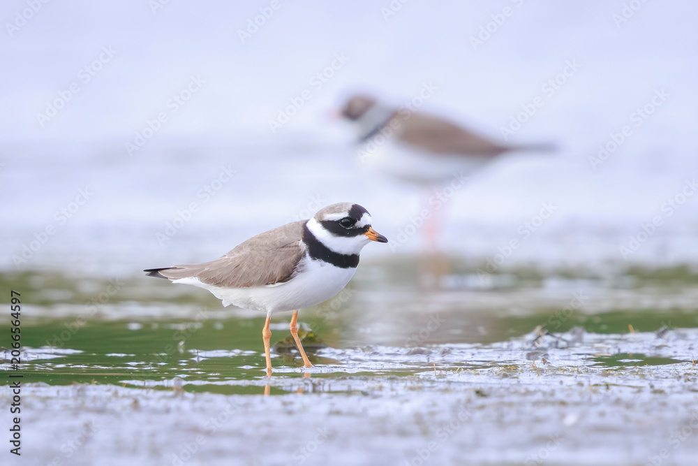 Fototapeta premium Common Ringed Plover Charadrius hiaticula waterfowl bird foraging