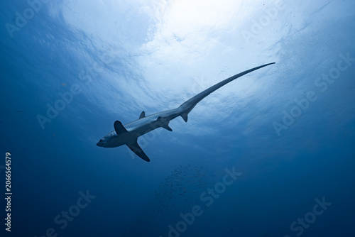 Tableau sur toile Thresher shark swimming in blue ocean