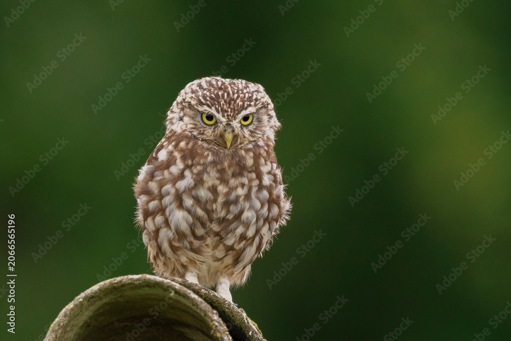 Fototapeta premium Closeup portrait Little owl, Athene noctua, perched while hunting