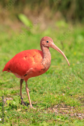 Foto Scarlet Ibis bird Eudocimus ruber foraging on the ground