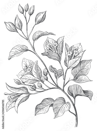 Tableau sur toile Bougainvillea leafy branch with blossoms and buds in vintage botanical engraving style