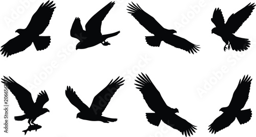 Schilderij op canvas Vector silhouettes of birds of prey featuring flying eagles hawks and falcons in