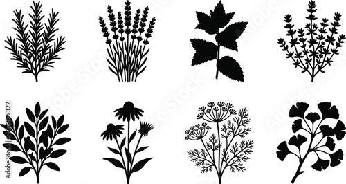 Photography Vector silhouettes of culinary and medicinal herbs including rosemary lavender m