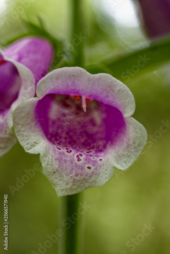 Картината върху платно Foxglove purple on a summer day,close-up [ Digitalis purpurea ]