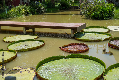 Fotografía Giant water lily pads float serenely on a calm pond with a wooden walkway