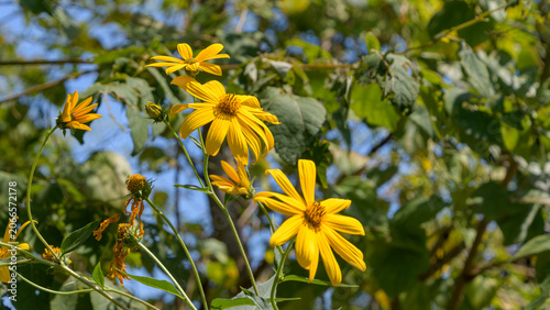 Cuadro en lienzo Bright yellow jerusalem artichoke flowers blooming against a blue sky in autumn