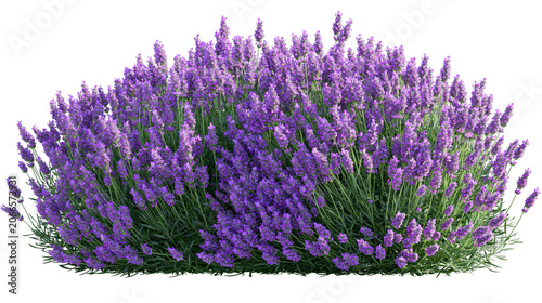 Bush of blooming lavender flowers with green stems