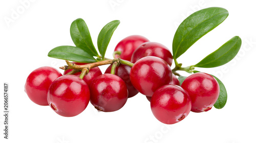 Bild auf Leinwand Fresh red cranberries on branch with green leaves