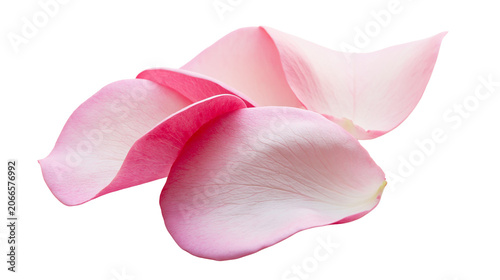 Fotografía Delicate pink rose petals scattered