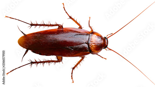 Fotografía Brown cockroach with long antennae and spiky legs