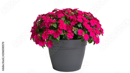 Foto Pink Impatiens Flowers in Dark Gray Pot