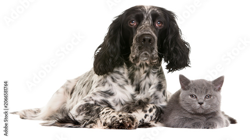 Photos English Springer Spaniel dog and British Shorthair kitten resting together