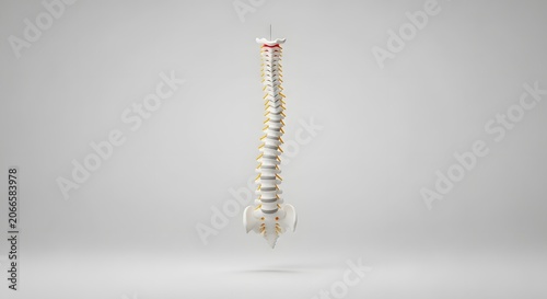 Anatomical human spine model on white background, medical vertebral column for orthopedic study, bone structure of the back for healthcare education