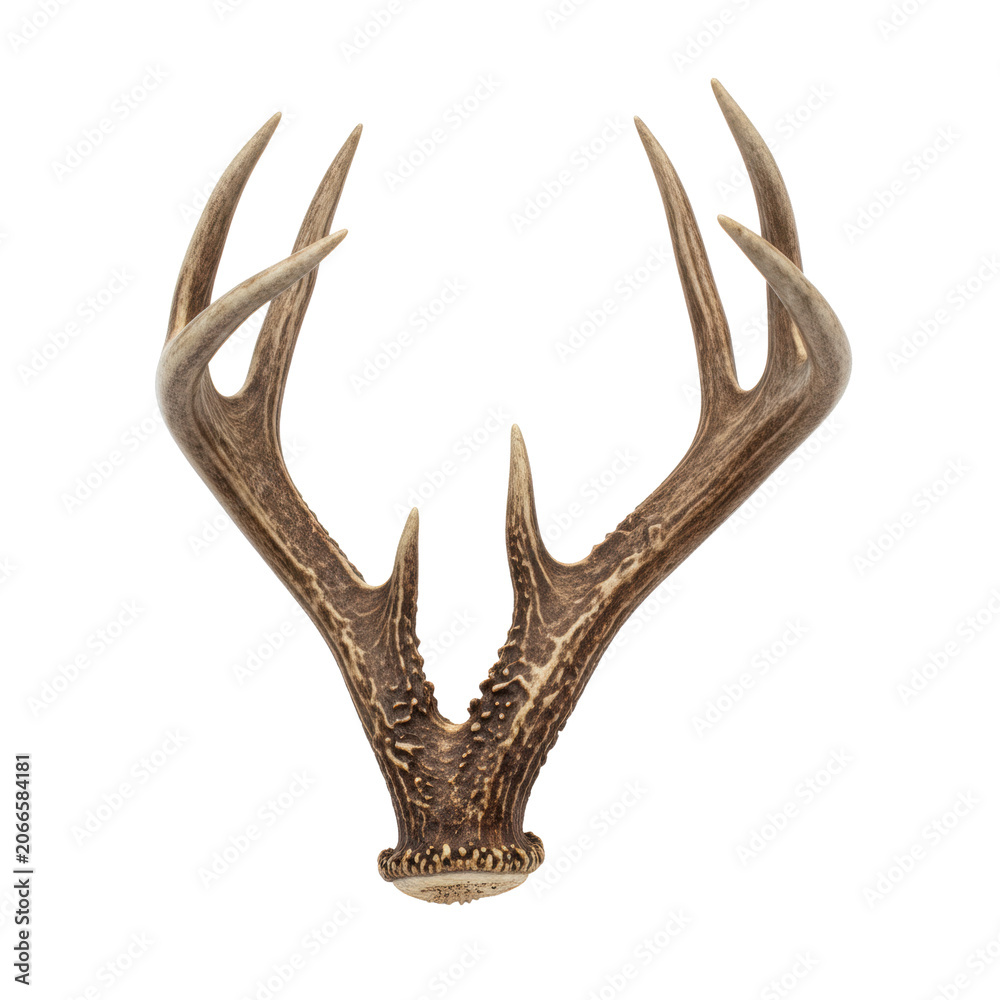 Fototapeta premium Single whitetail deer antler with textured bone surface, brown and ivory hues, and branching tines isolated on a transparent background, primal wilderness mood