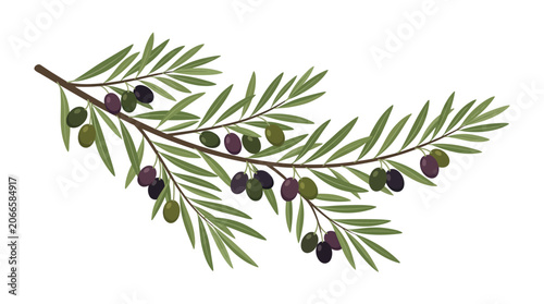 Obraz na płótnie A branch with green and purple olives and leaves is shown in a natural setting
