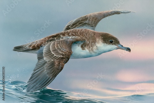 Shearwater Seabird in Flight Over Ocean Waves