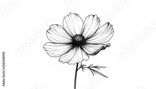 Detailed Black and White Flower Illustration.