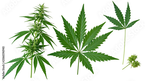 Canvastavla Cannabis plant branch with leaves and buds, marijuana leaf detail