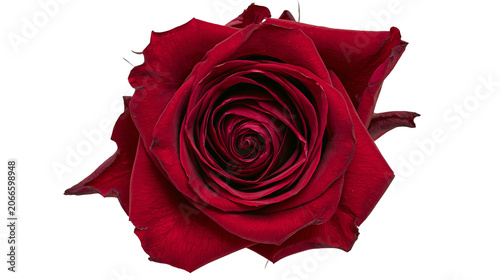 Photography Deep red rose bloom with velvety petals and intricate spiral center