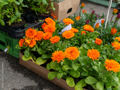 Bright orange calendula flowers (Calendula officinalis) displayed in pots at a garden market. The blossoms symbolize ornamental gardening, seasonal planting and floral decoration.