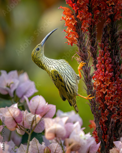 Canvas Print Streaked Spiderhunter foraging for nectar on red flowers with pink and green can