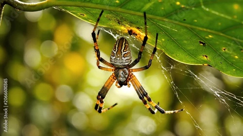 Stripe Backed Orb Weaver Spider Hanging From A Vibrant Green Leaf In The Tropical Rainforest Canopy During A Sunny Afternoon In The Nature