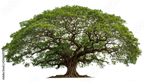 Foto Isolated magnificent large green tree with a wide, dense leafy canopy and visibl