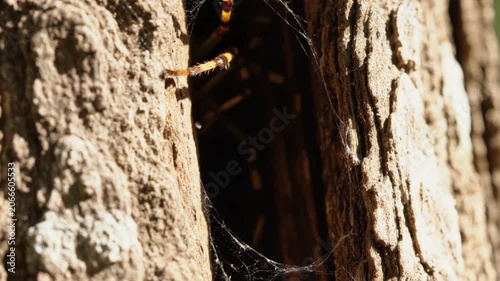 Large Garden Spider Hiding Within A Deep Crevice Of An Aged Tree Trunk Surrounded By Intricate Silk Webbing In The Natural Forest Habitat