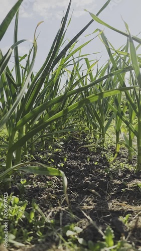 Lush green garlic stalks growing in neat rows on a farm. A low angle shot captures the vibrant plants against a bright, sunny sky
