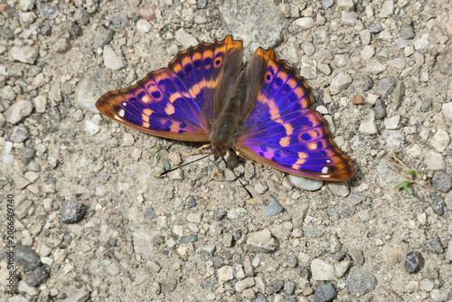 Foto A rare Lesser Purple Emperor Butterfly , Apatura ilia, feeding on minerals on the ground