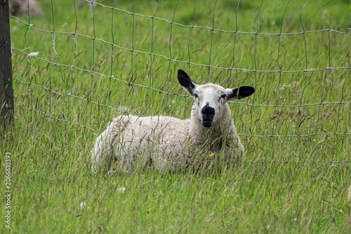 One ewe lying on the grass on a grazing field 