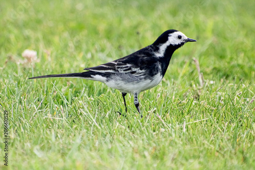 One grey wagtail standing on the grass